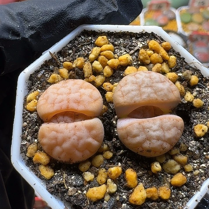 生石花3:：：：。  2号