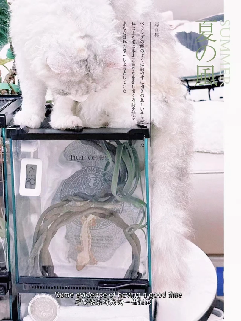 树蛙饲养玻璃缸可用于姥爷蛙睫角守宫树栖生态造景