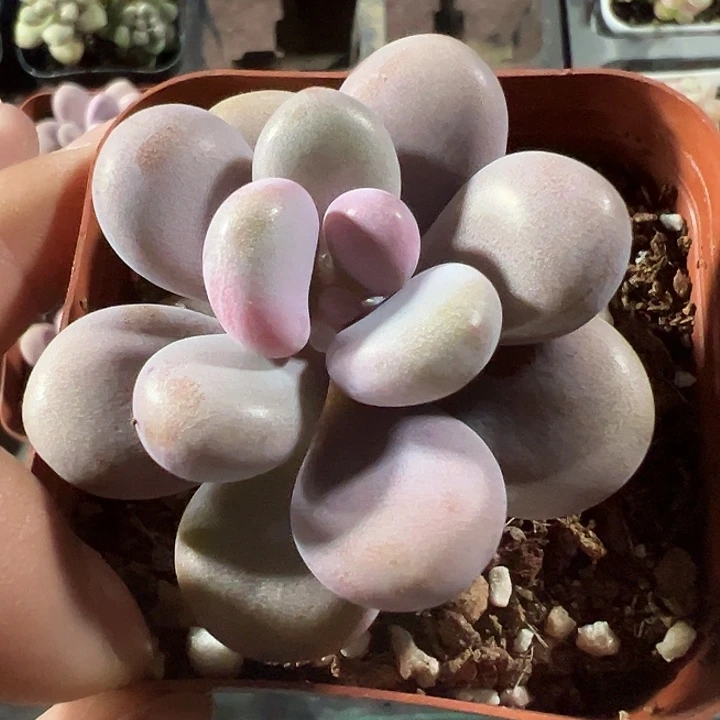 桃蛋精品多肉植物