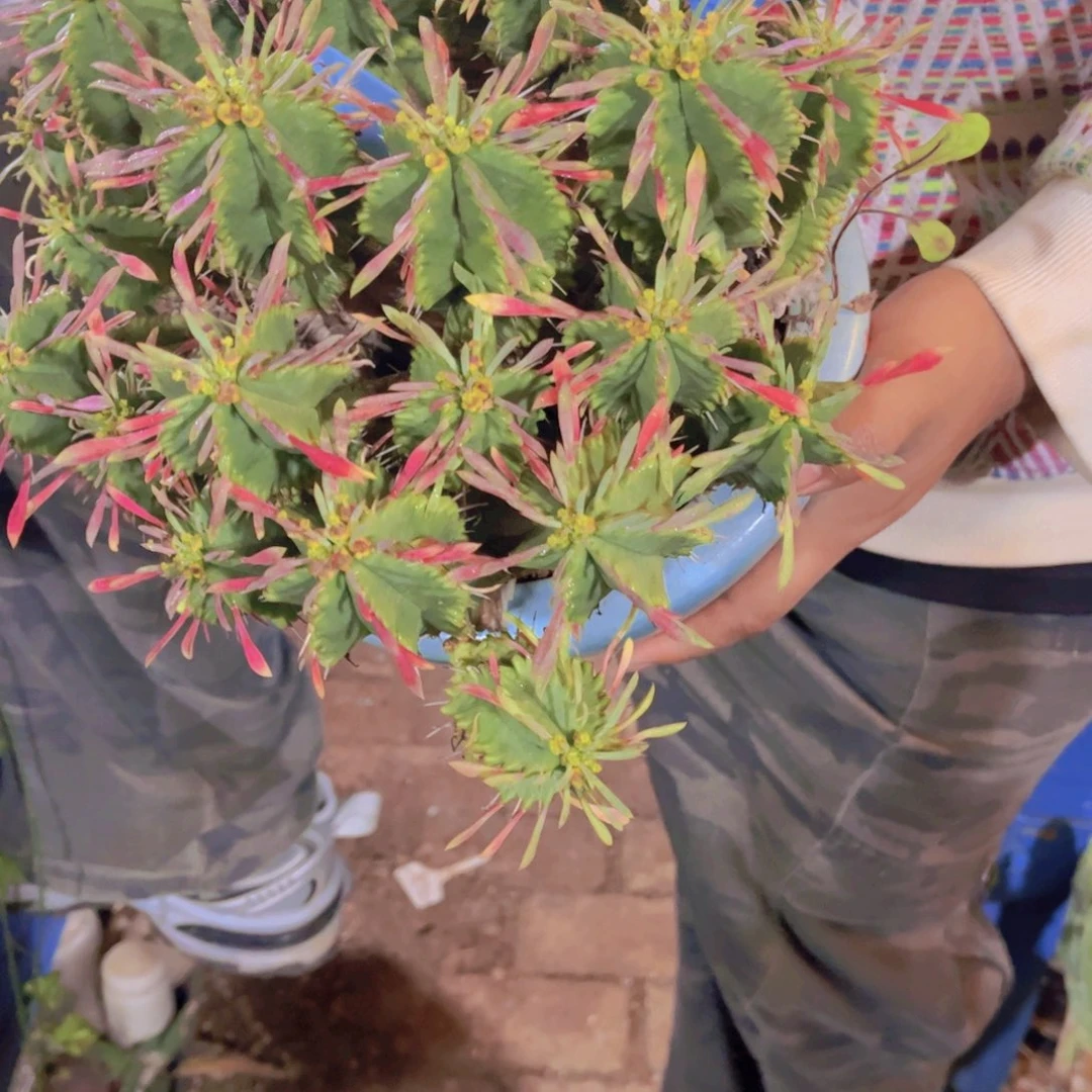 ヾ***。多肉植物保护研究所所长的