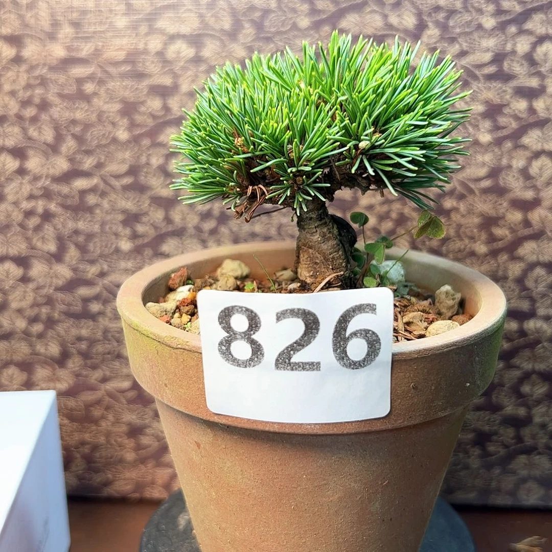 无花朵健健康康快快乐乐