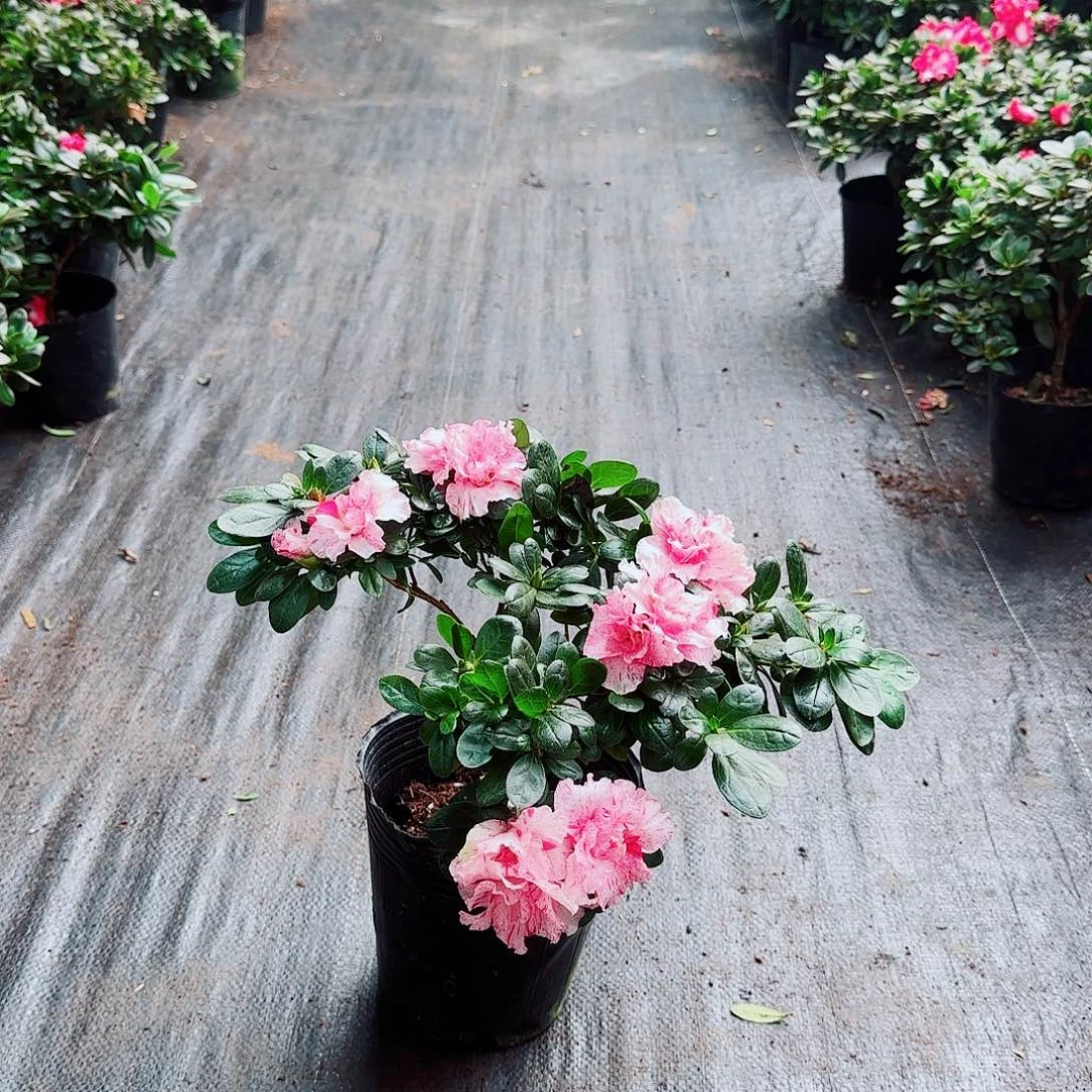 当前无花栽培后可以开花 5811