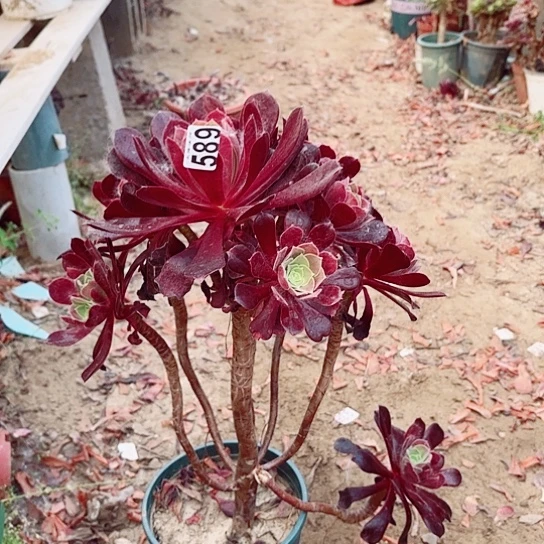 589欧紫老桩法师