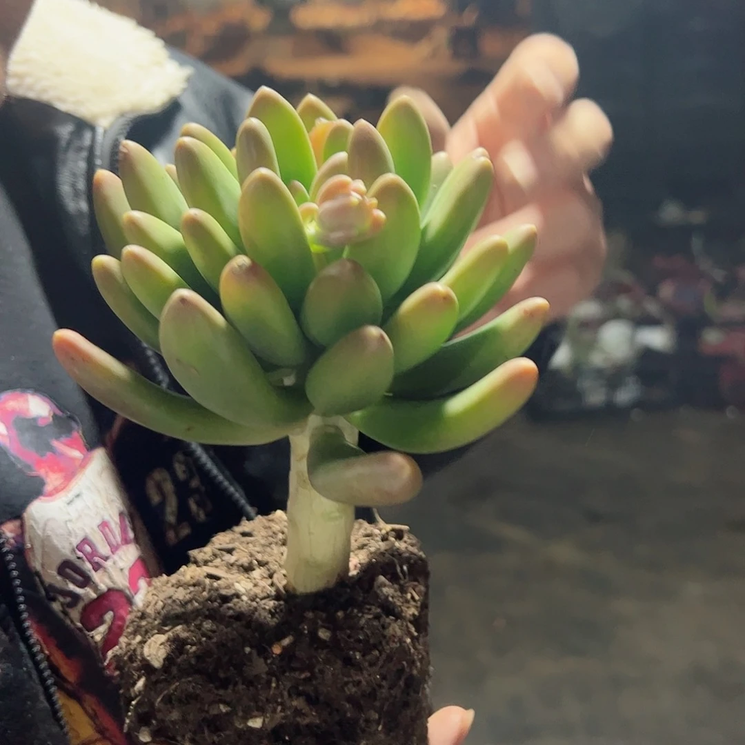 金蟾大单头多肉植物