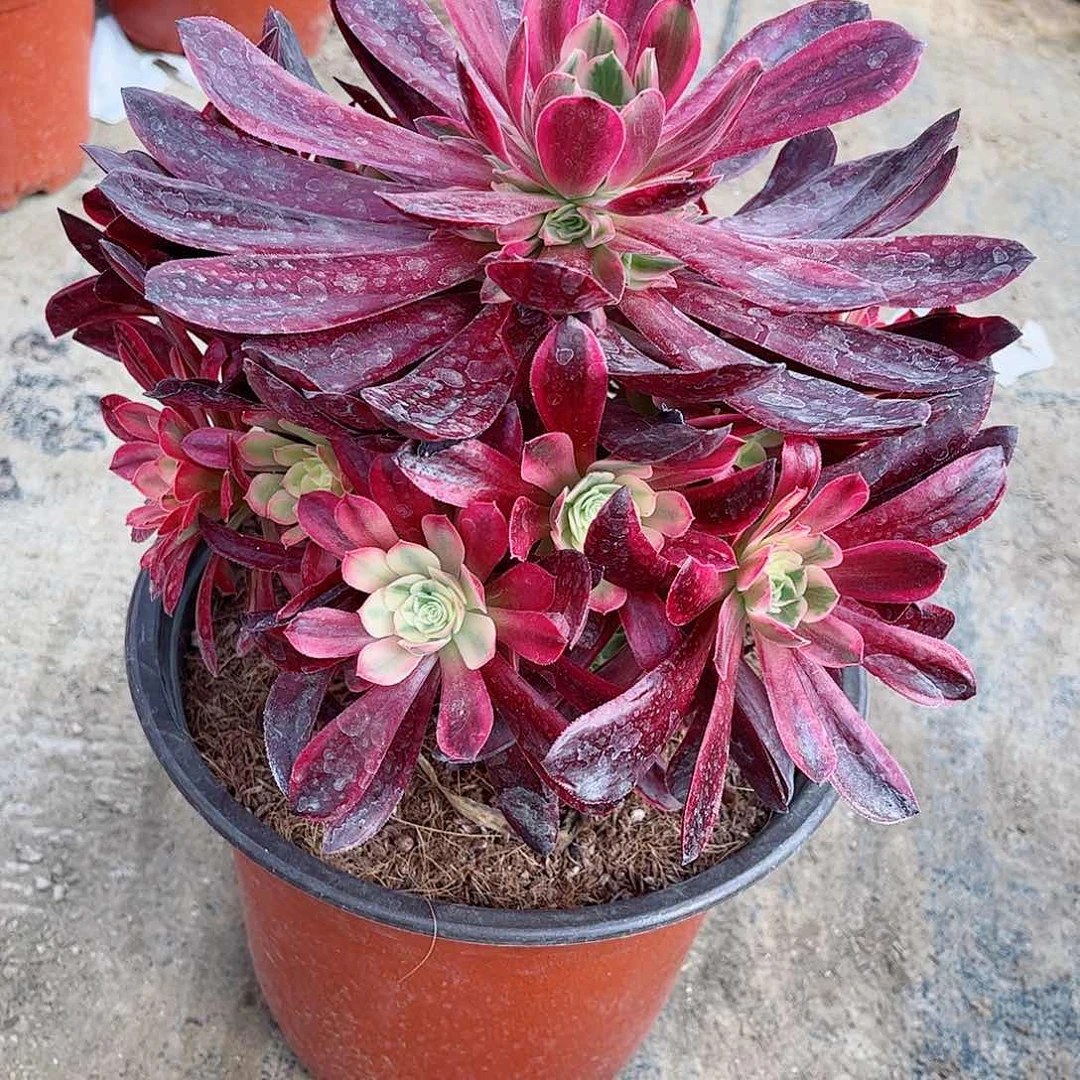 多肉植物白婚纱多肉