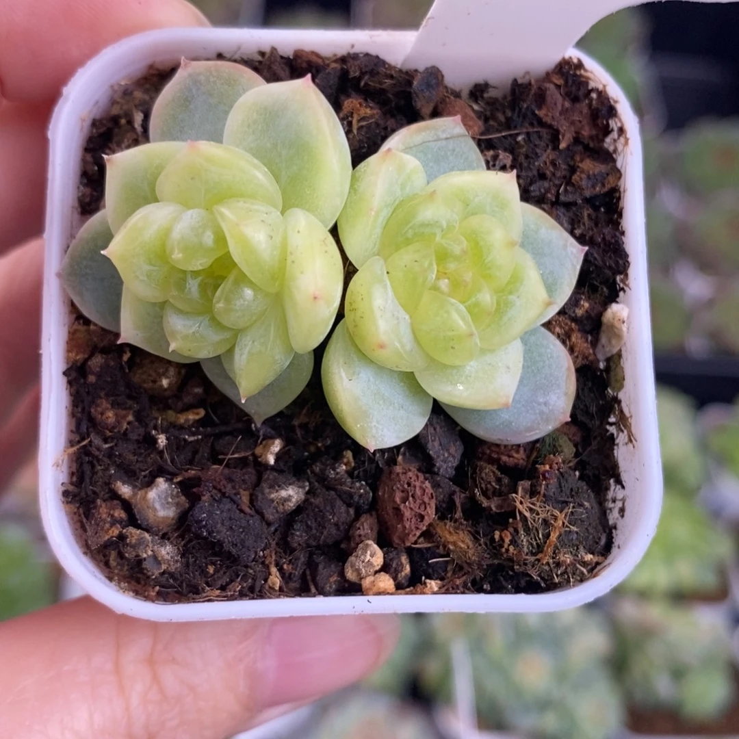 甜心双头一颗161号