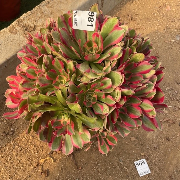 多肉植物妖月法师981