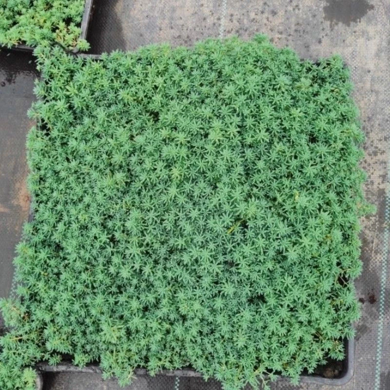 中华景天方盘庭院绿化多年生耐寒薄雪万年草观叶地被护盆草