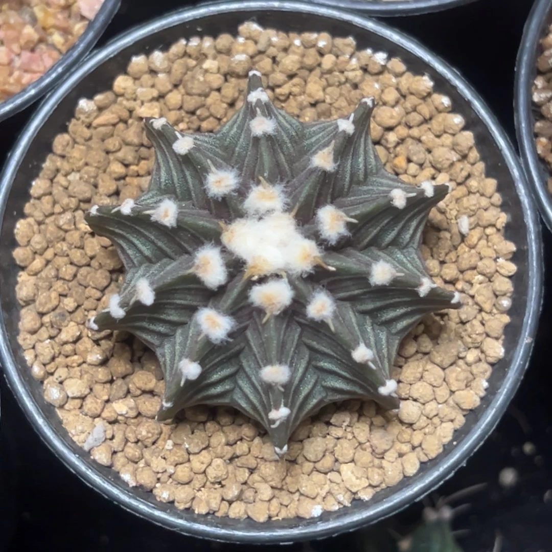 实生高绒肋骨带盆土发货9