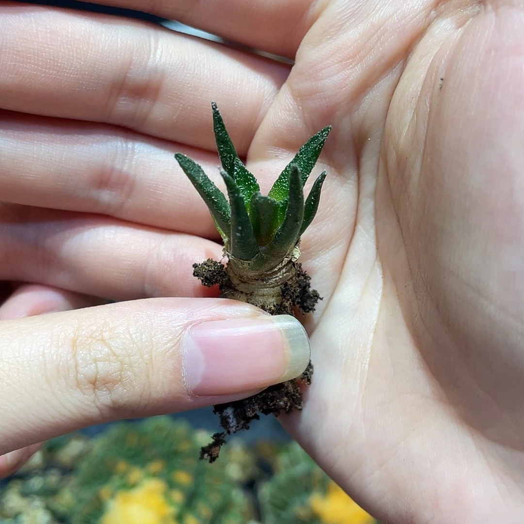 2cm实生辛顿牡丹萝卜根