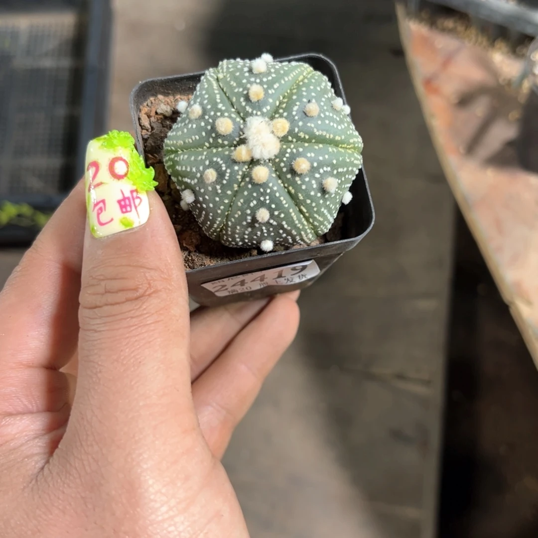 两**二24419一物一拍单头