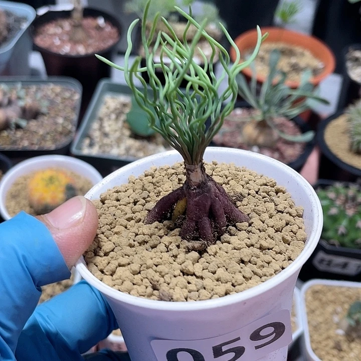 059大方便面弹簧草块根