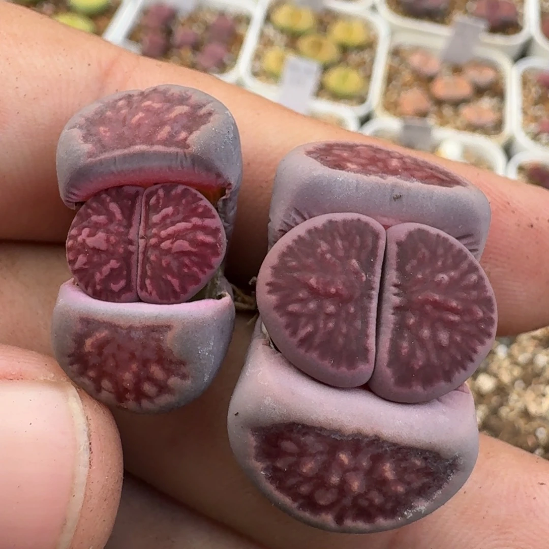 K116紫菊回交三年