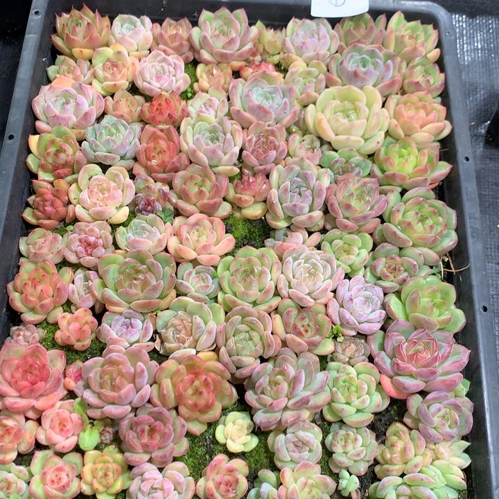 J***S懒羊羊精品一物一拍