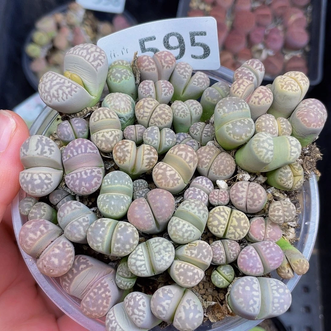 5950000000花花花花花