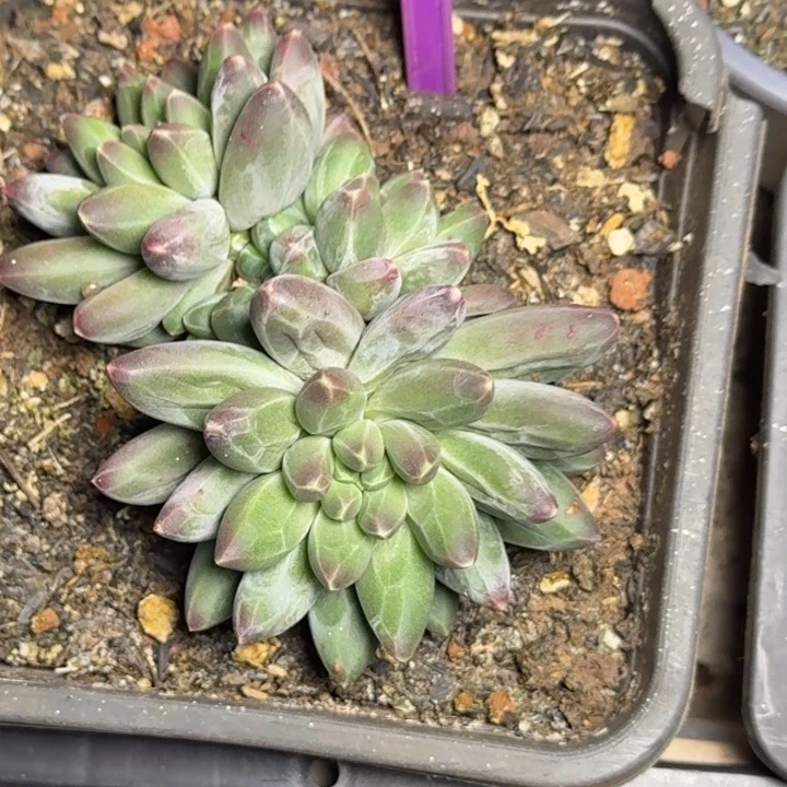 多肉植物申公豹群817