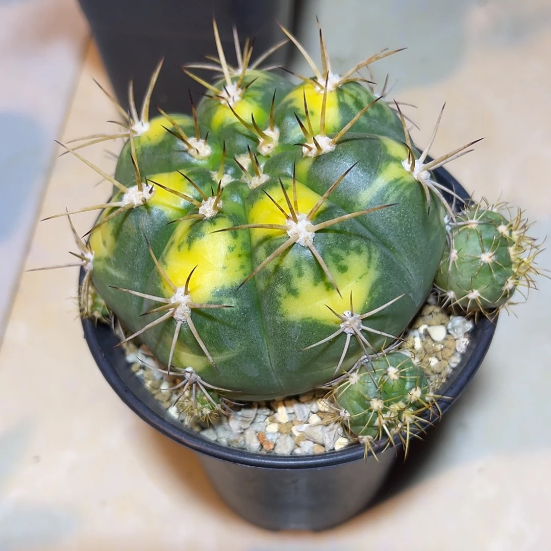 实生良宽锦仙人球一物一拍