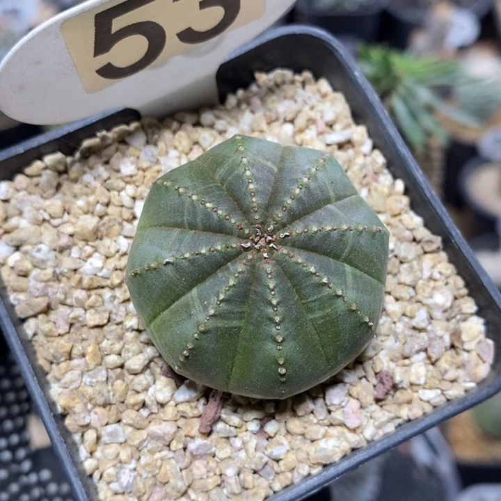 j****?专拍53号实生布纹球