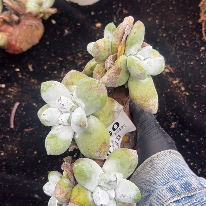 5头拇指～一物一拍0513