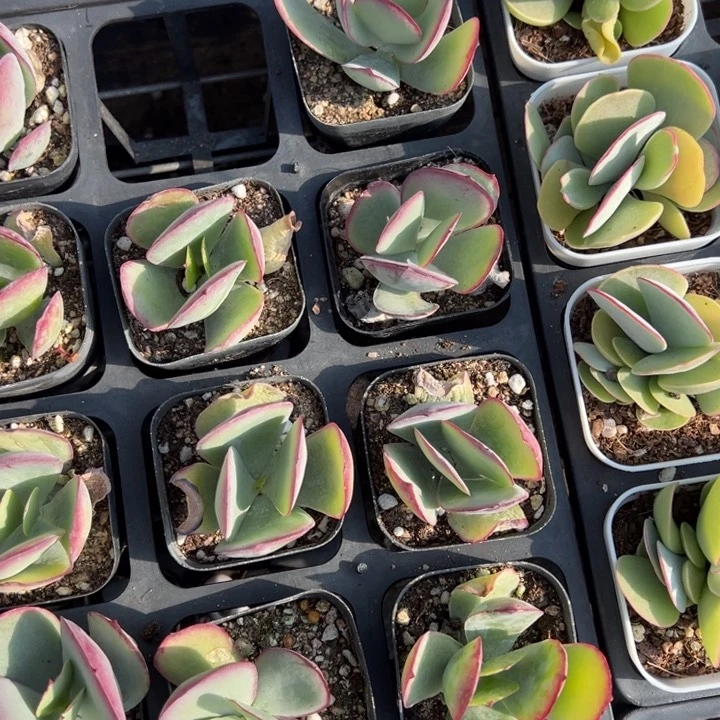 新娘一颗叶片微瑕疵量拍多肉满20包邮初7发