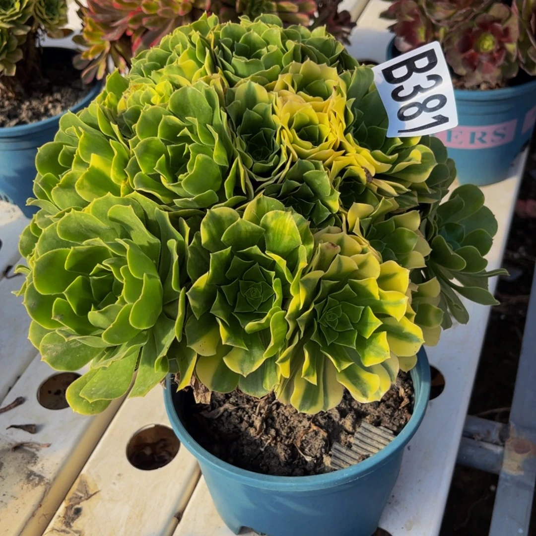 五色琉璃7/////////41包邮