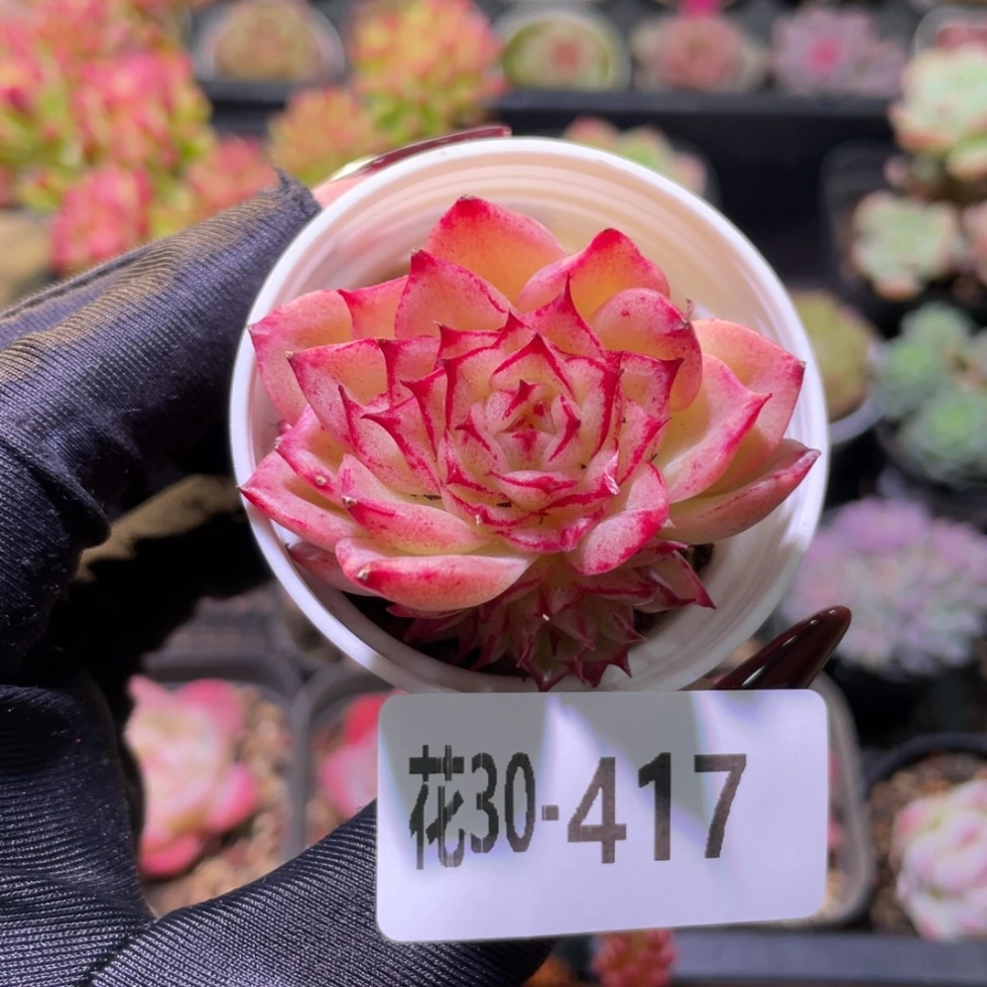 花利美30-417麦秆