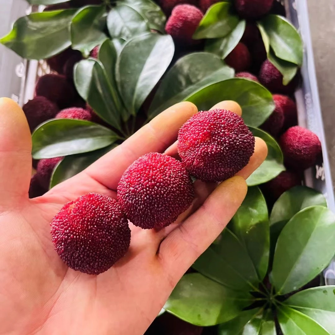 【鲜果鲜售】正宗浙江仙居杨梅，大颗粒鲜果，25元一斤，好吃！