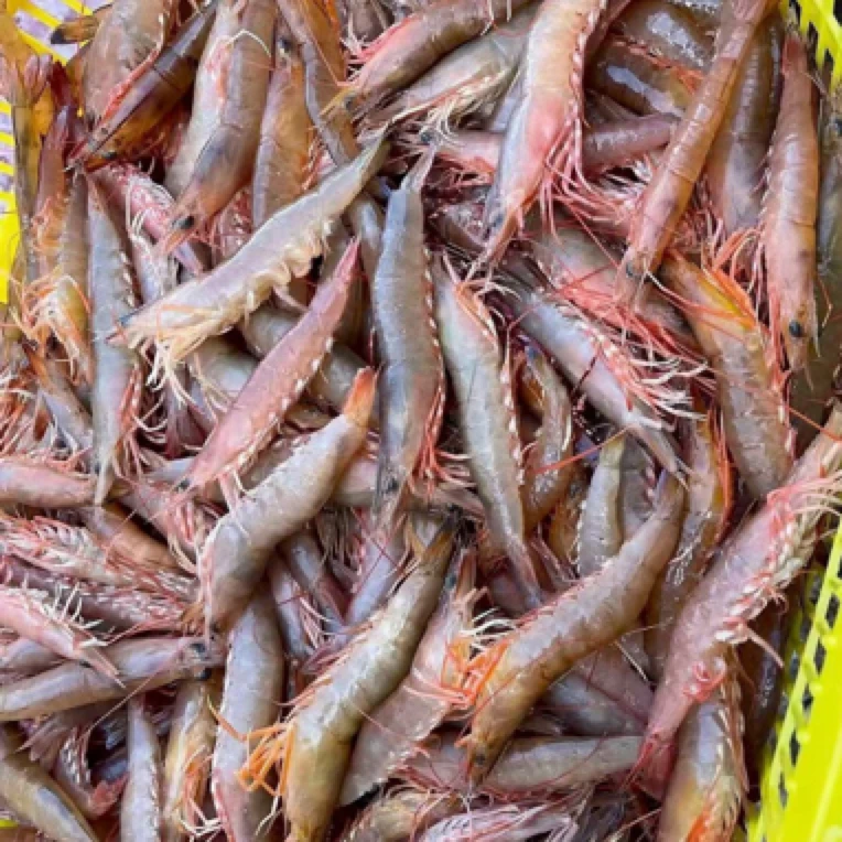 野生麻虾，现捞现称，包鲜不包活