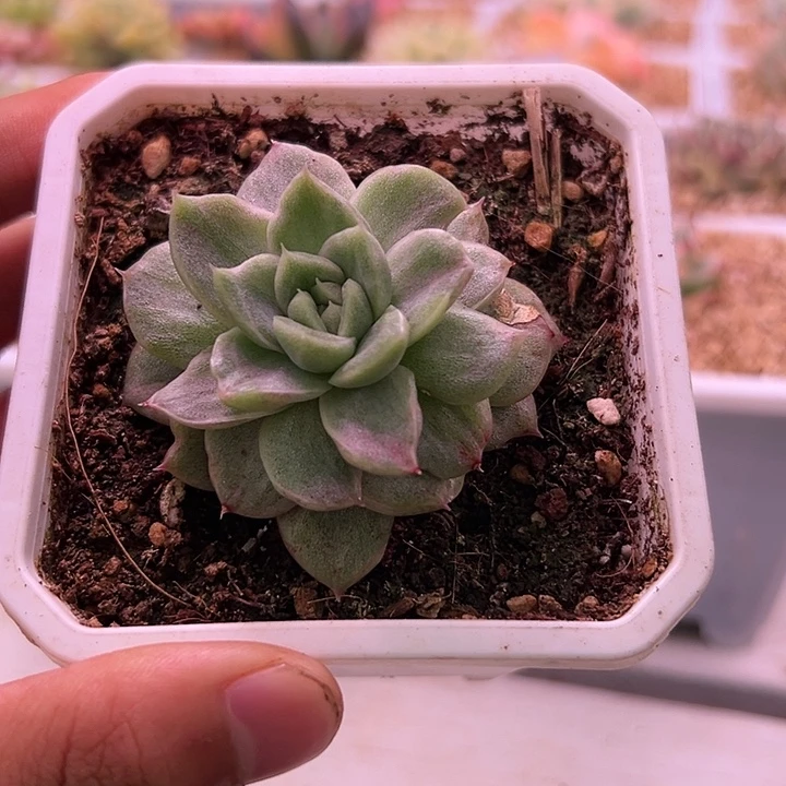 白白珍妮锦多肉植物