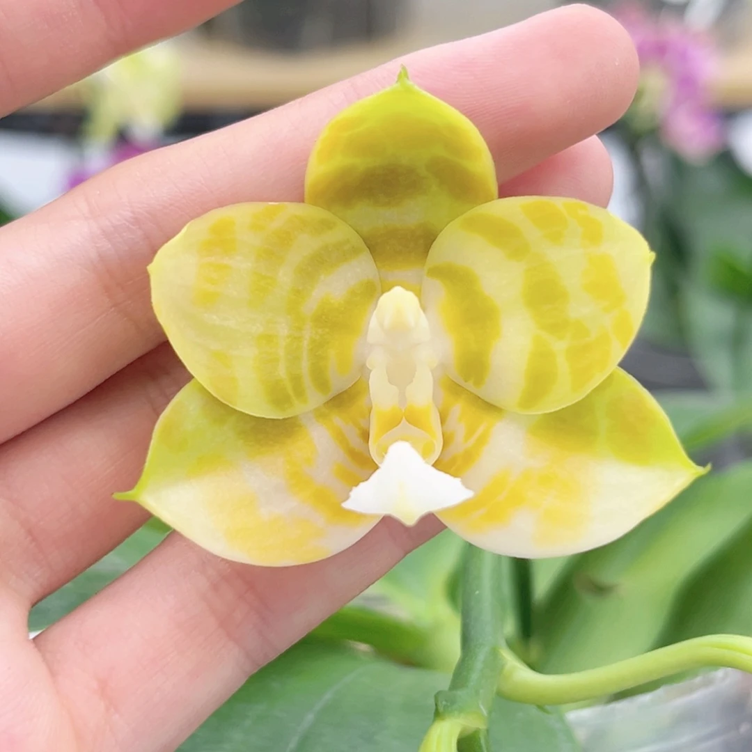 完全开放3.5寸弥陀反射王开花株