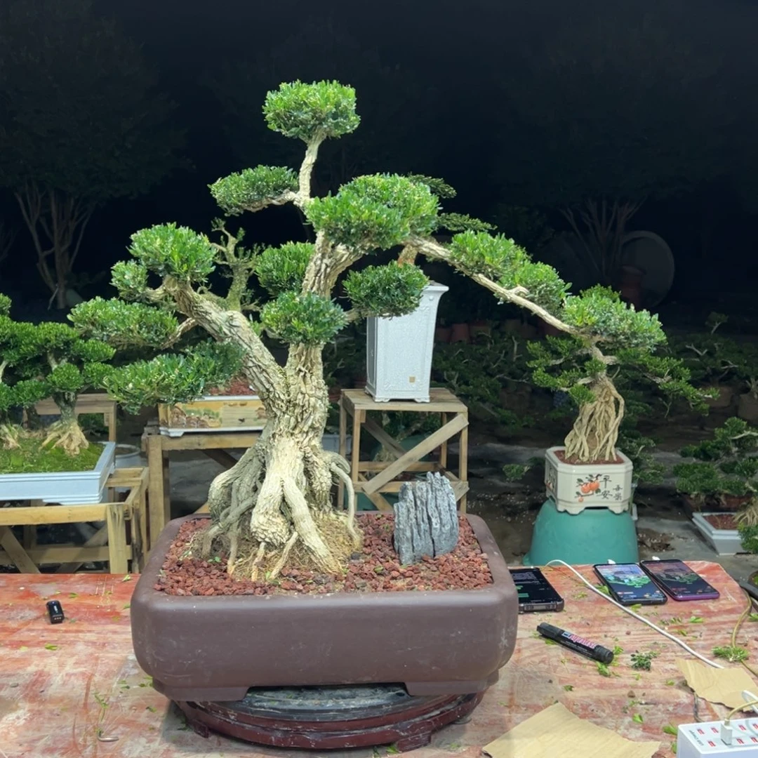 木***哥广东皱皮雀舌黄杨