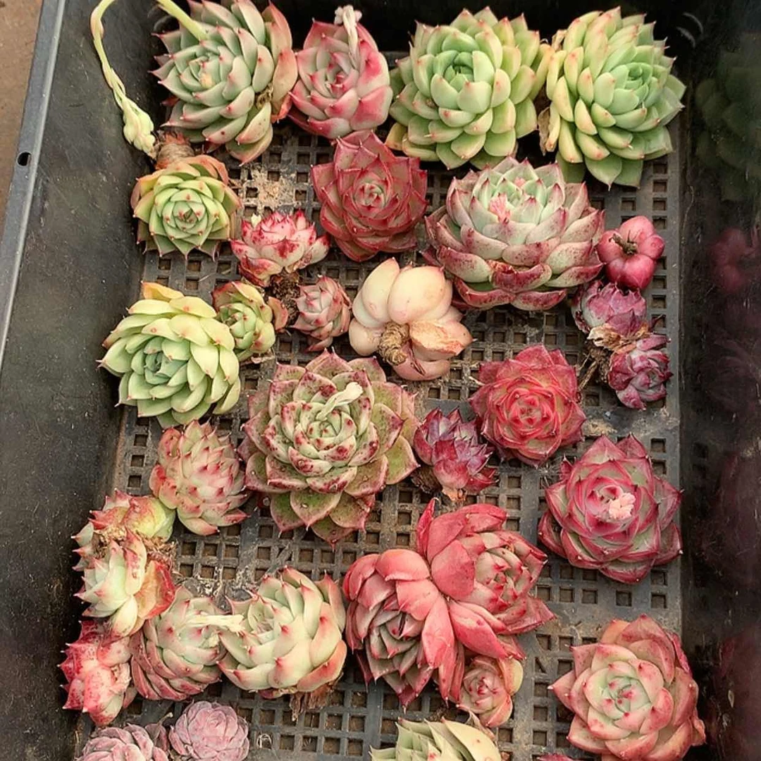 【闪购商品】云31号