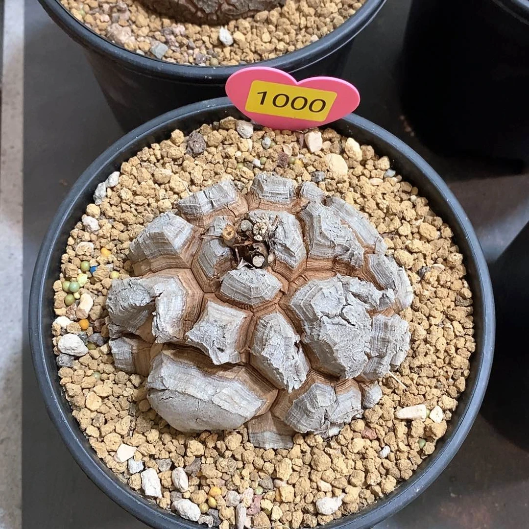 南非龟甲龙龟甲龙