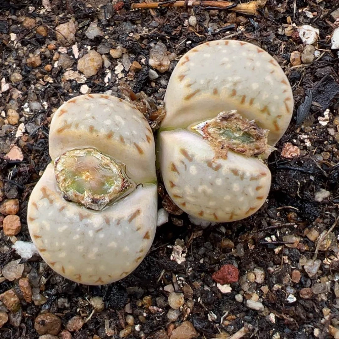 2.13好看的多肉242