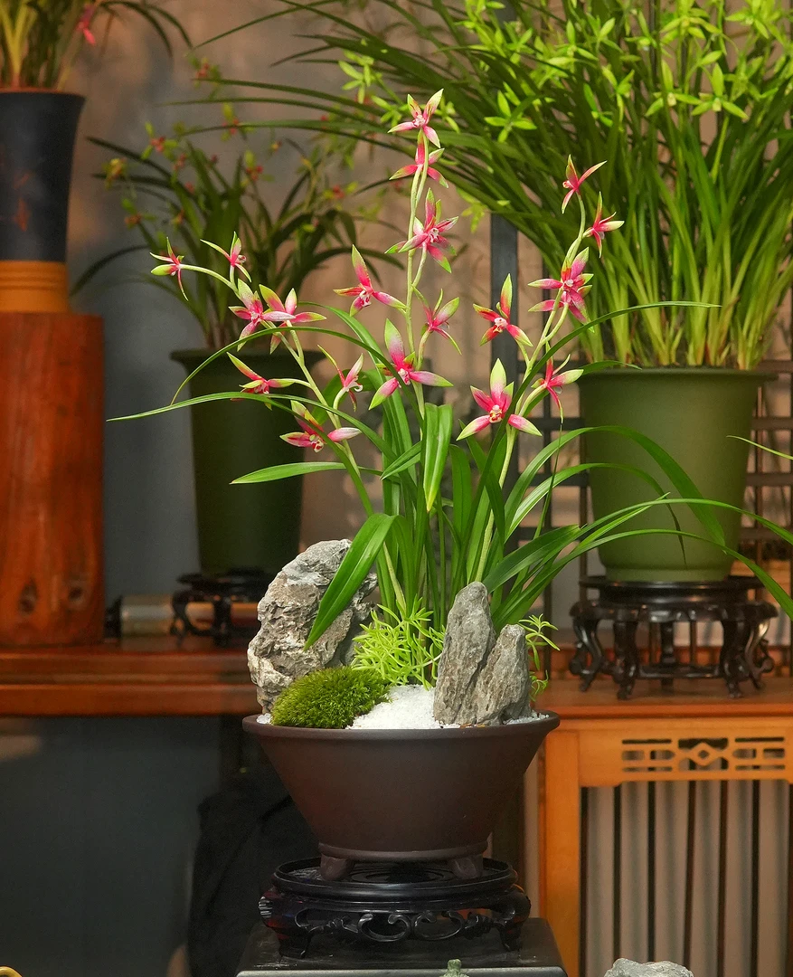 建兰铭品【小国魂】带高端紫砂花盆幽香兰花室内好养易活