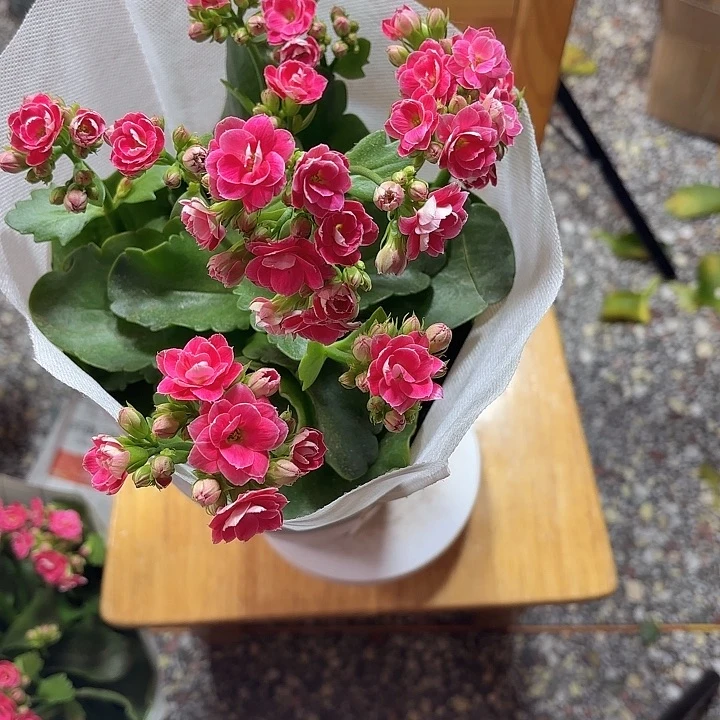 1圣基茨和尼维斯悠**在