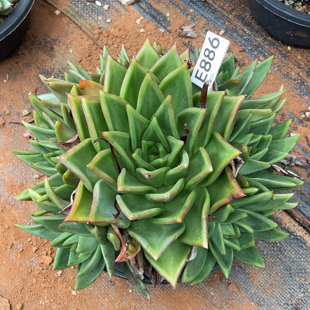 若如东云筐拍E886