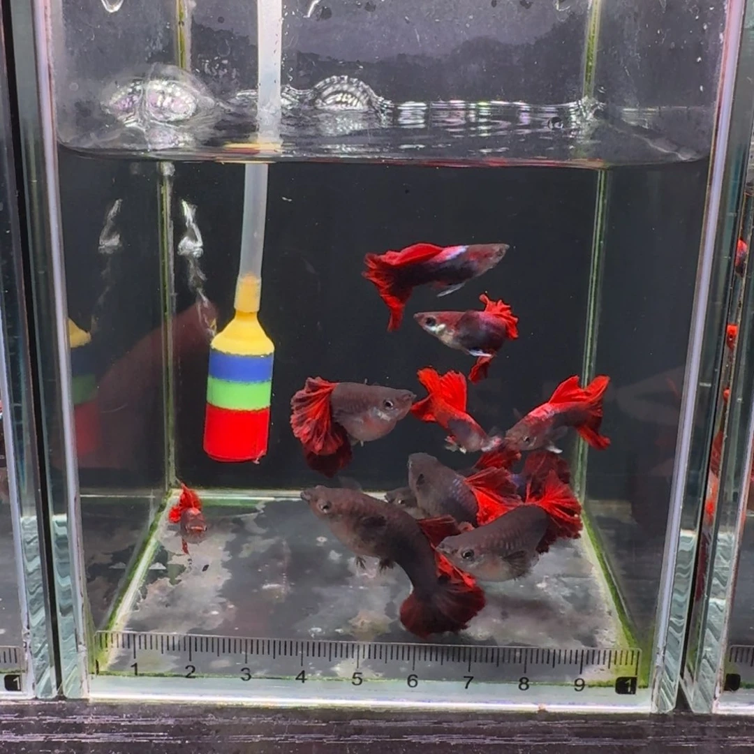 孔雀鱼菊花帆大背折扇8条➕2条备损