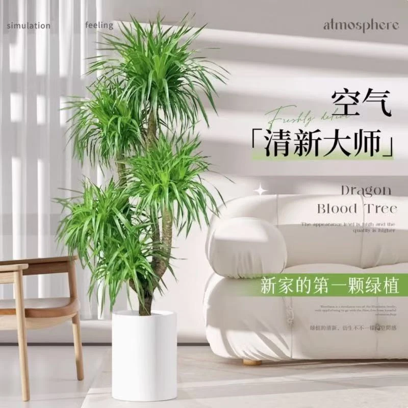 高档龙血树客厅办公室大型盆栽开业招财树乔迁多头老桩龙须树