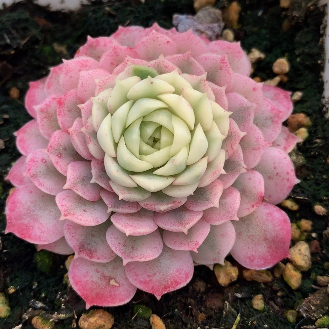 朱砂痣出头盖锦上园艺一物一拍