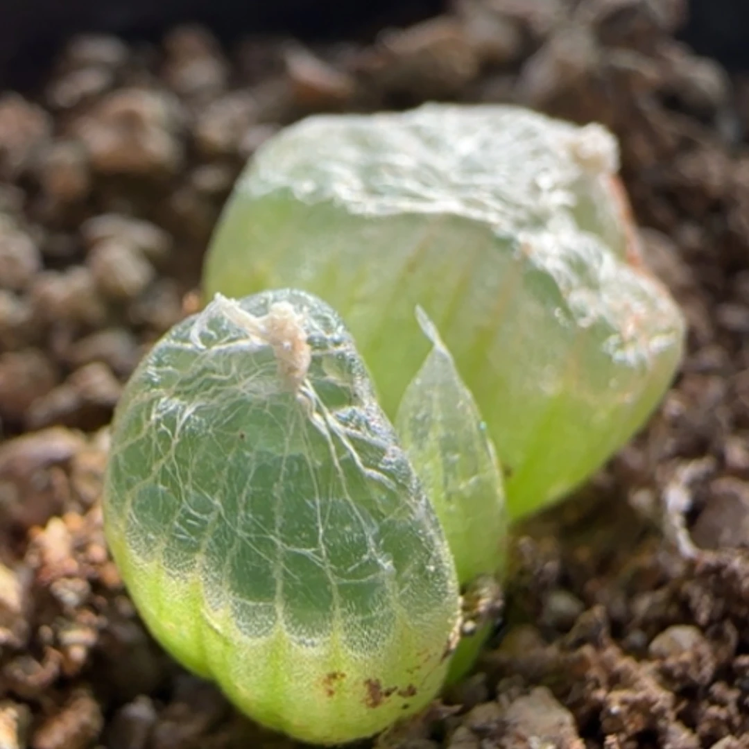 【闪购商品】0008