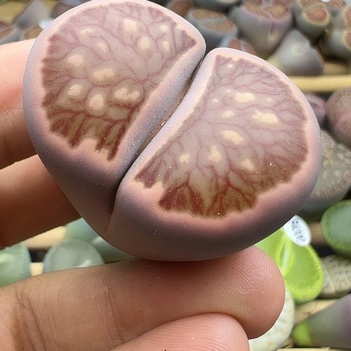 4311长腿美菊整点福利