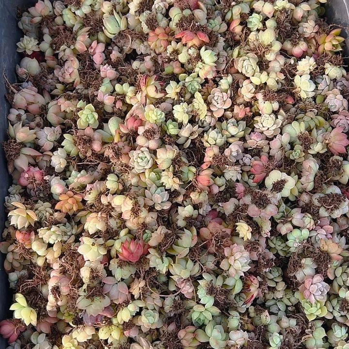 小卡拉蜜保底100颗饭盒装量拍