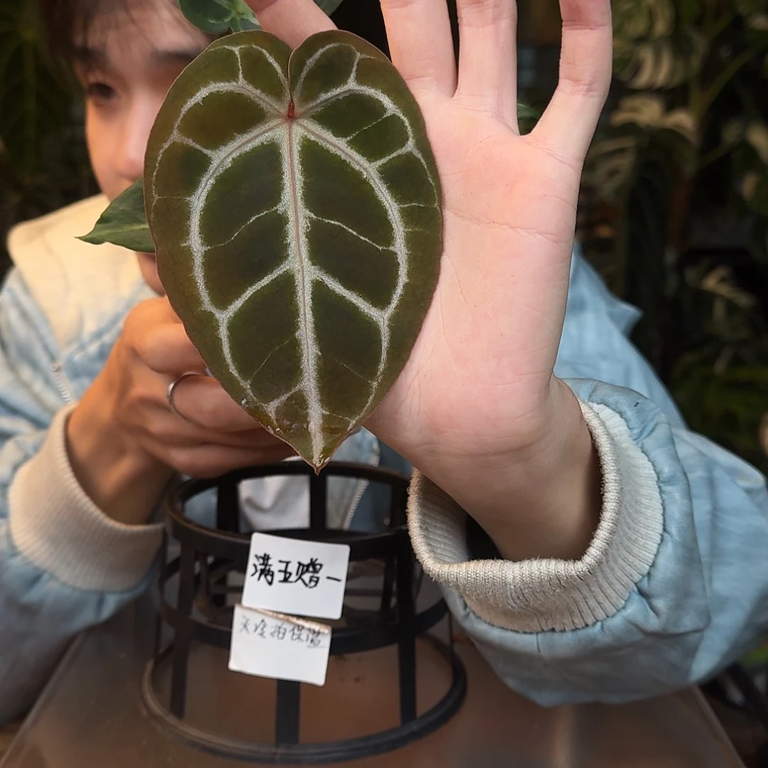 完全开放N56skg银红杂银色闪光