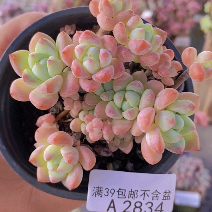 小粉梅不包整有砍7cm2834多肉