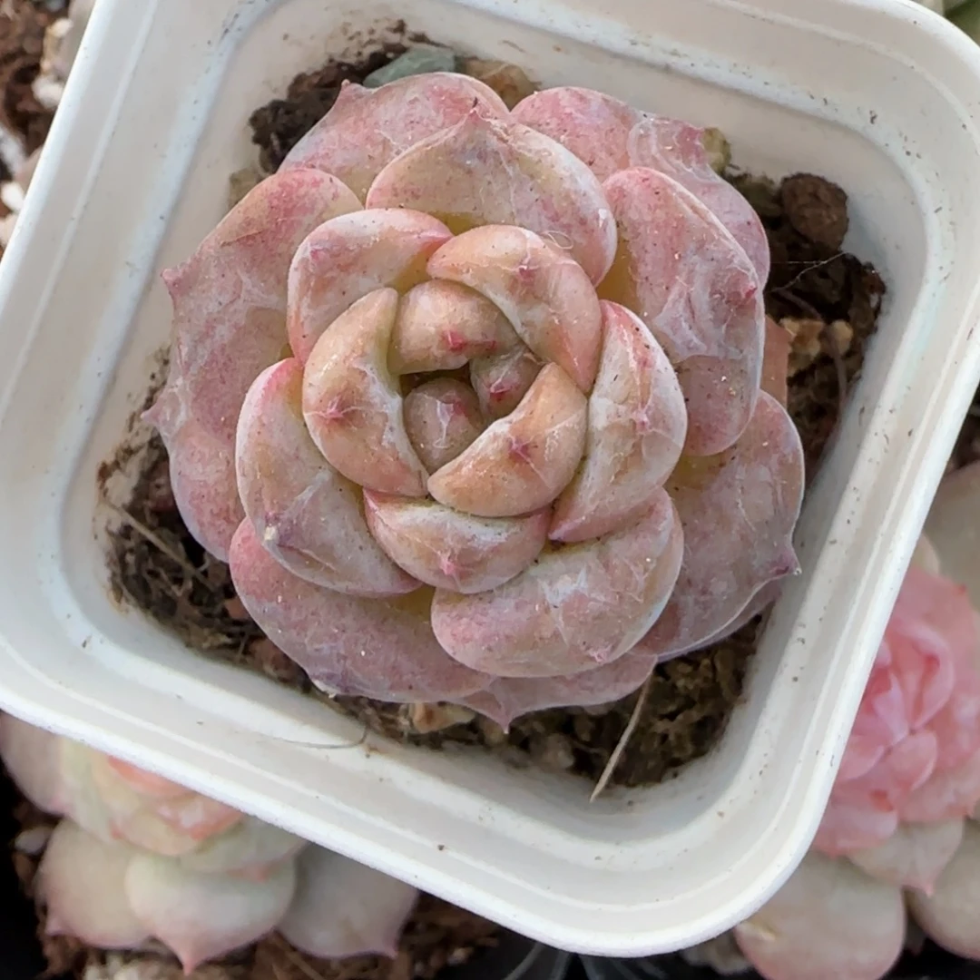 小卡拉米糖心一物一拍