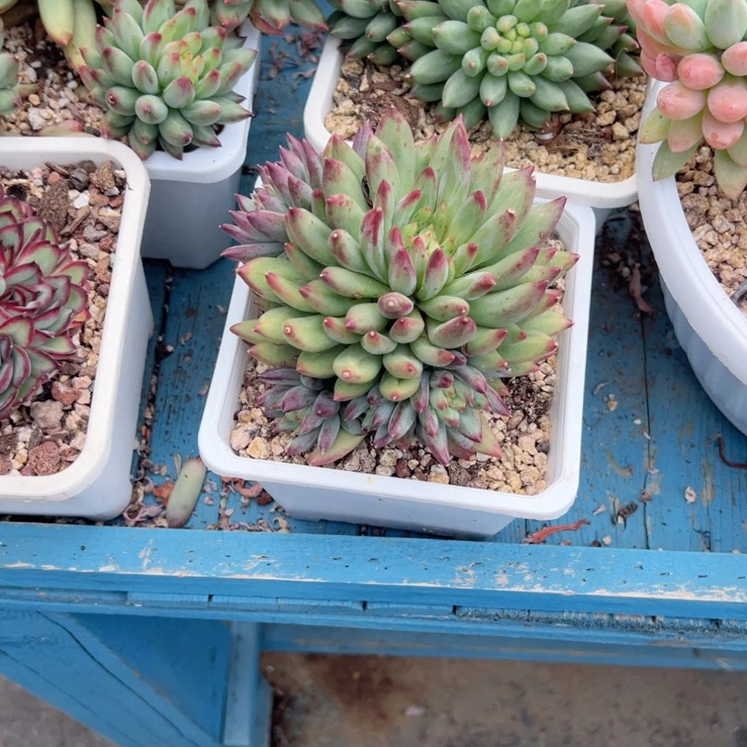 精品多肉植物老桩