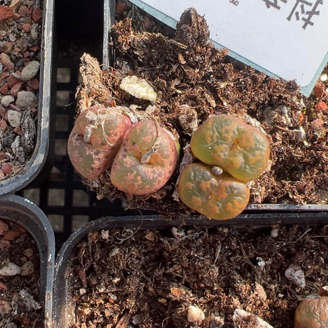 十**i16-81肉锥多肉植物