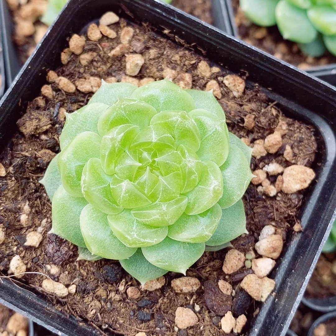 泼天富贵5cm多肉植物