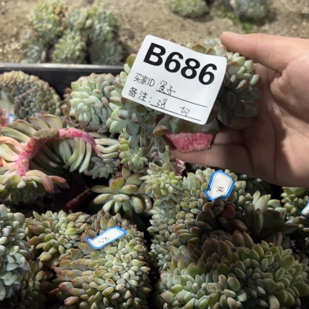 旻***子b686瑕地位底切多肉多肉